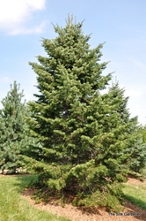 Abies Concolor — photo 2